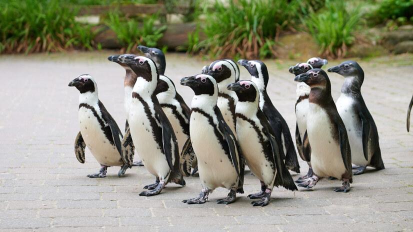 Eine Gruppe Pinguine laufen über einen Weg im Allwetterzoo Münster