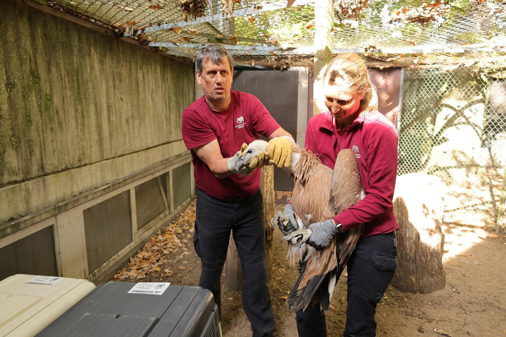Die jungen Gänsegeier im Allwetterzoo werden auf ihre Auswilderung vorbereitet. Die jungen Gänsegeier im Allwetterzoo werden auf ihre Auswilderung vorbereitet.