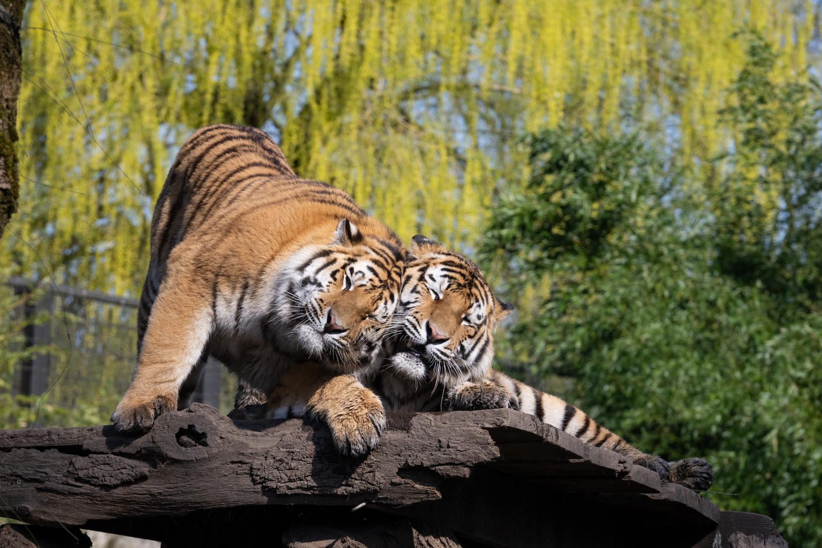 Die jungen Tiger Hubertus und Friedrich kuscheln sich im Allwetterzoo aneinander. Die jungen Tiger Hubertus und Friedrich kuscheln sich im Allwetterzoo aneinander.