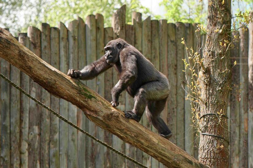 Ein Gorilla läuft von rechts unten nach links oben über einen Baumstamm