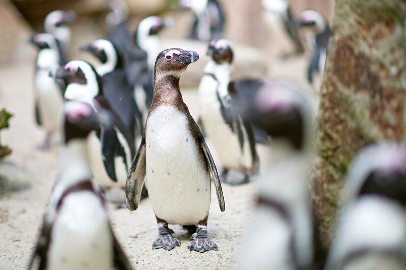 Ein junger Brillenpinguin im Fokus, umgeben von anderen Pinguinen