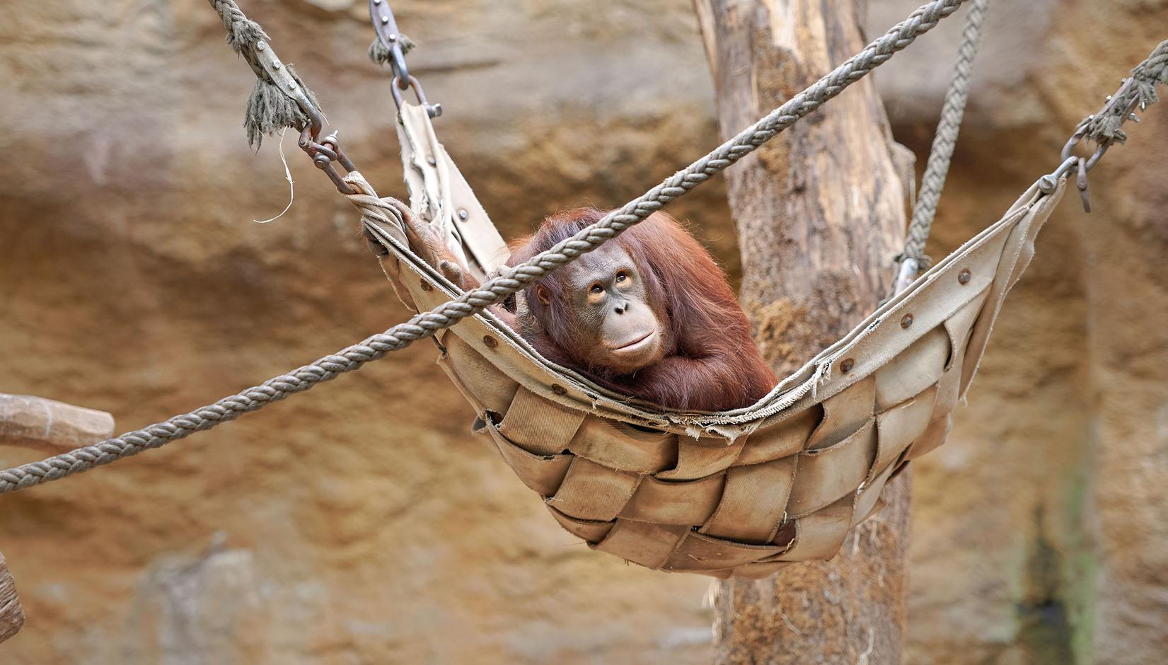 Ein Orang-Utan liegt in einer Hängematte und schaut nach oben