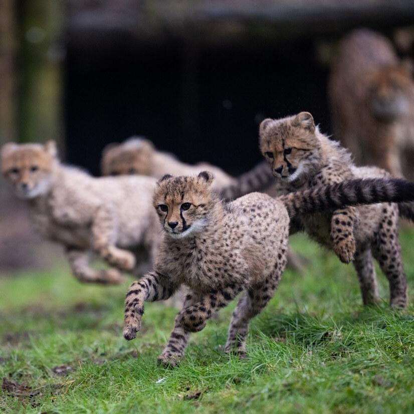 Eine Gruppe junger Geparden rennt über eine Wiese