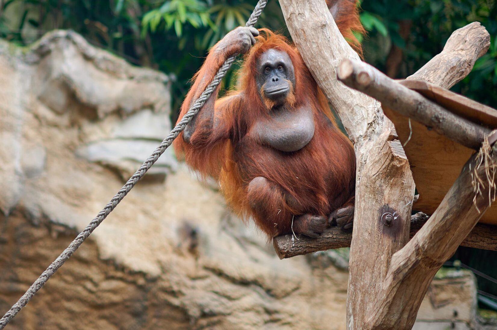 Ein Orang-Utan klettert an einem Seil