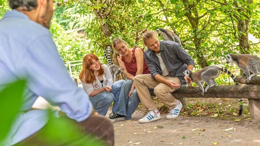 Vier Besucher sitzen auf einem Zaun und betrachten zwei Kattas