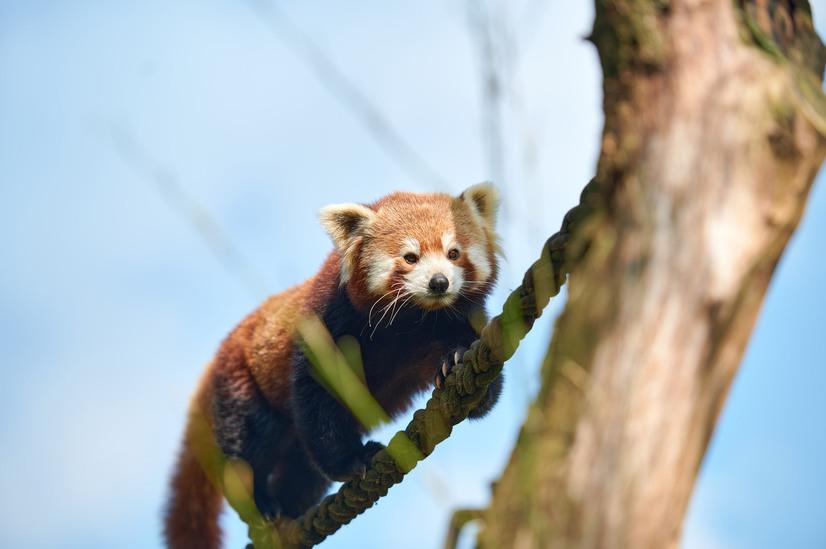 Ein roter Panda klettert über ein Seil zu einem Baumstamm