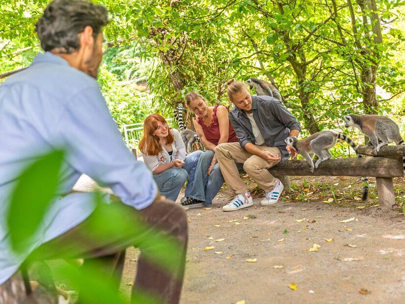 Vier Besucher sitzen auf einem Zaun und betrachten zwei Kattas