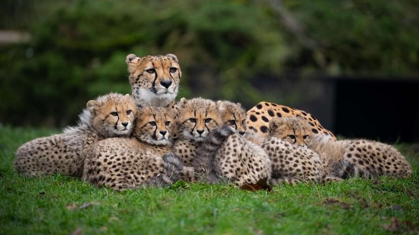 Ein Gepard liegt mit fünf Jungtieren auf einer Wiese