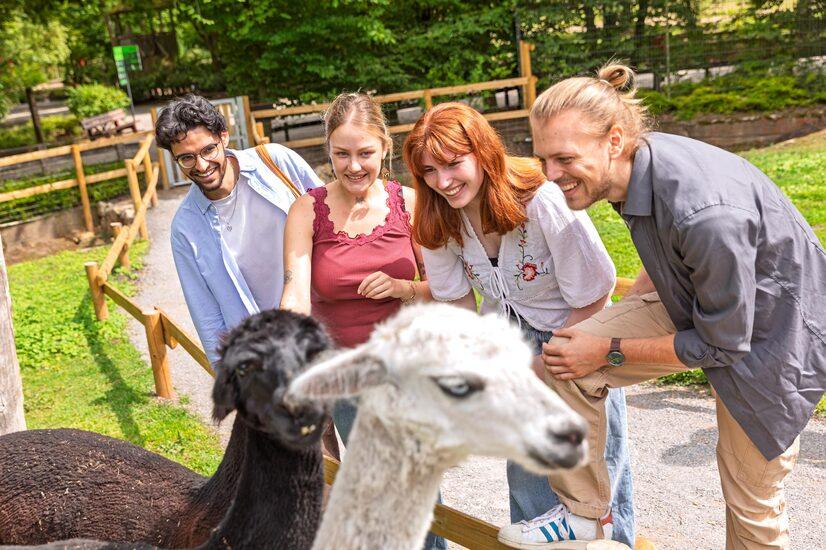 Eine Freundesgruppe betrachtet zwei Alpakas