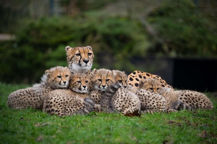 Ein Gepard liegt mit fünf Jungtieren auf einer Wiese