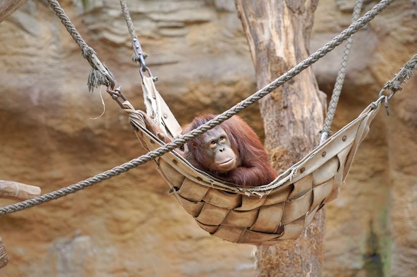 Ein Orang-Utan liegt in einer Hängematte und schaut nach oben