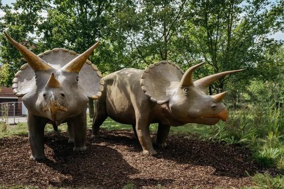 Eingang LWL Naturkundemuseum Die zwei ikonischen Triceratops Statuen stehen vorm Eingang des LWL Naturkundemuseums