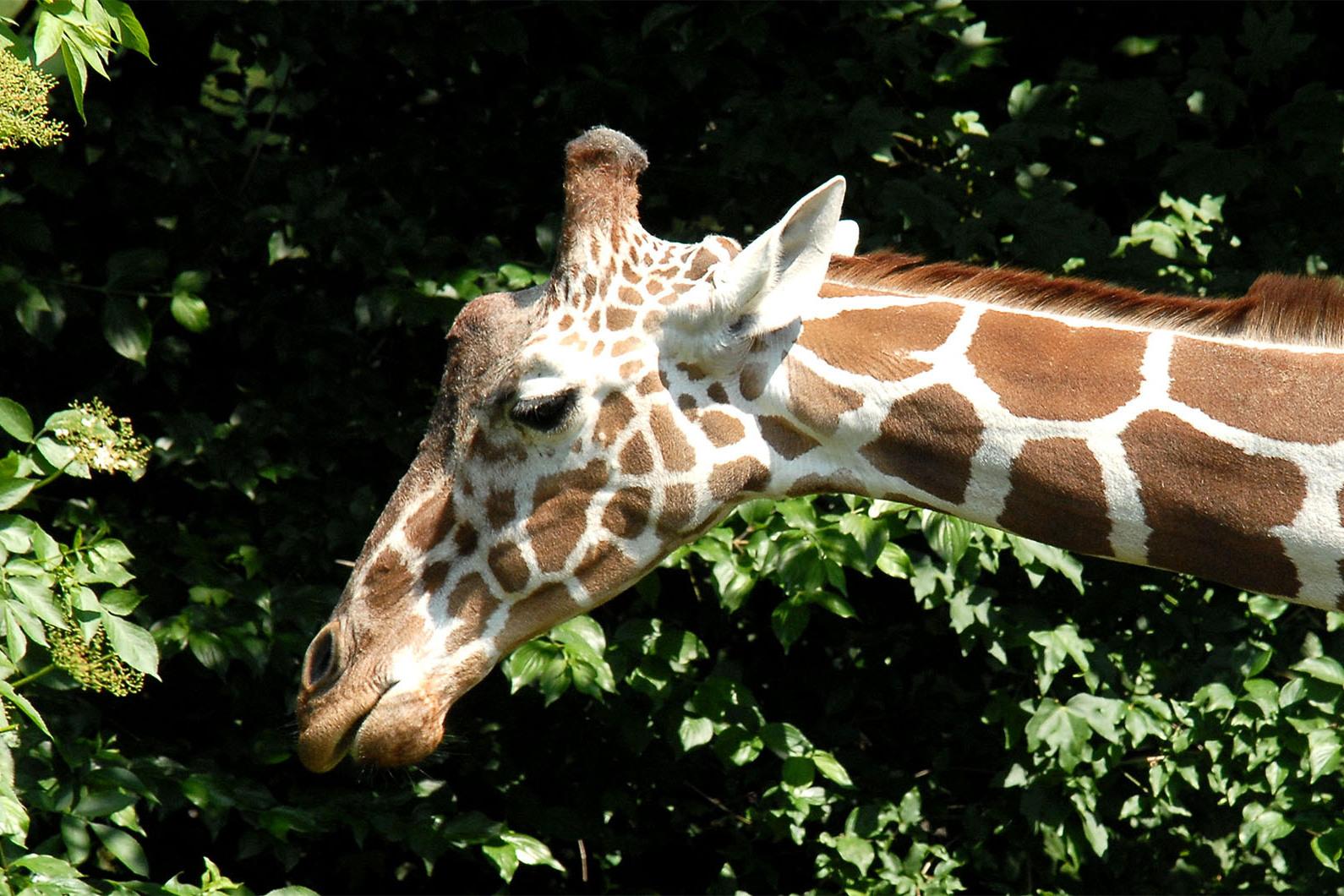 Profilansicht des Kopfes und langen Halses einer Giraffe mit charakteristischem braun-weißem Fleckenmuster vor dichtem Laub.