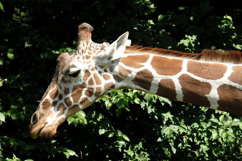 Profilansicht des Kopfes und langen Halses einer Giraffe mit charakteristischem braun-weißem Fleckenmuster vor dichtem Laub.
