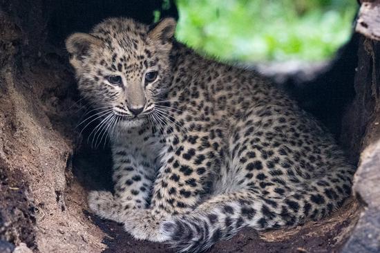 Junger Persischer Leopard liegt in einem ausgehöhlten Baumstamm