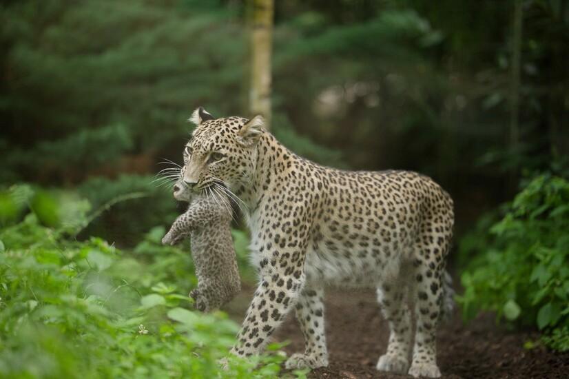 Persischer Leopard trägt Jungtier im Maul