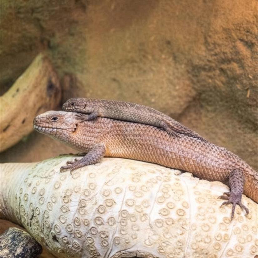 Junger Skink auf dem Rücken seiner Mutter