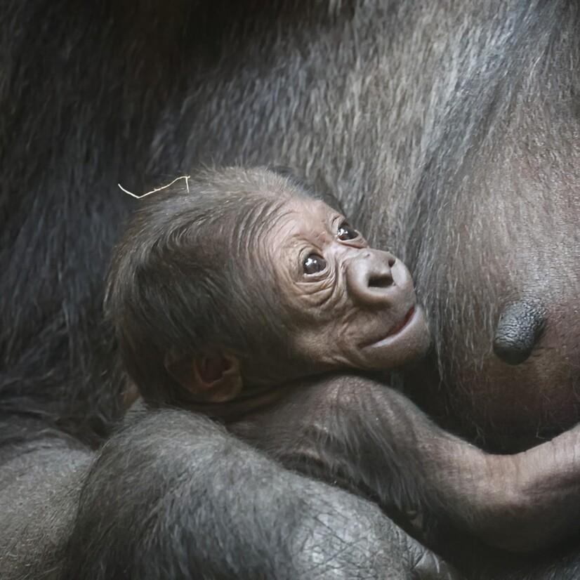 Flachlandgorillajunges im Arm der Mutter