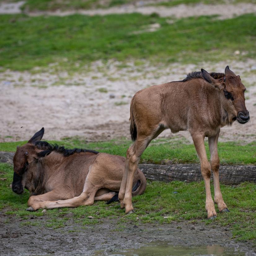 Zwei junge Streifengnus auf einer Wiese
