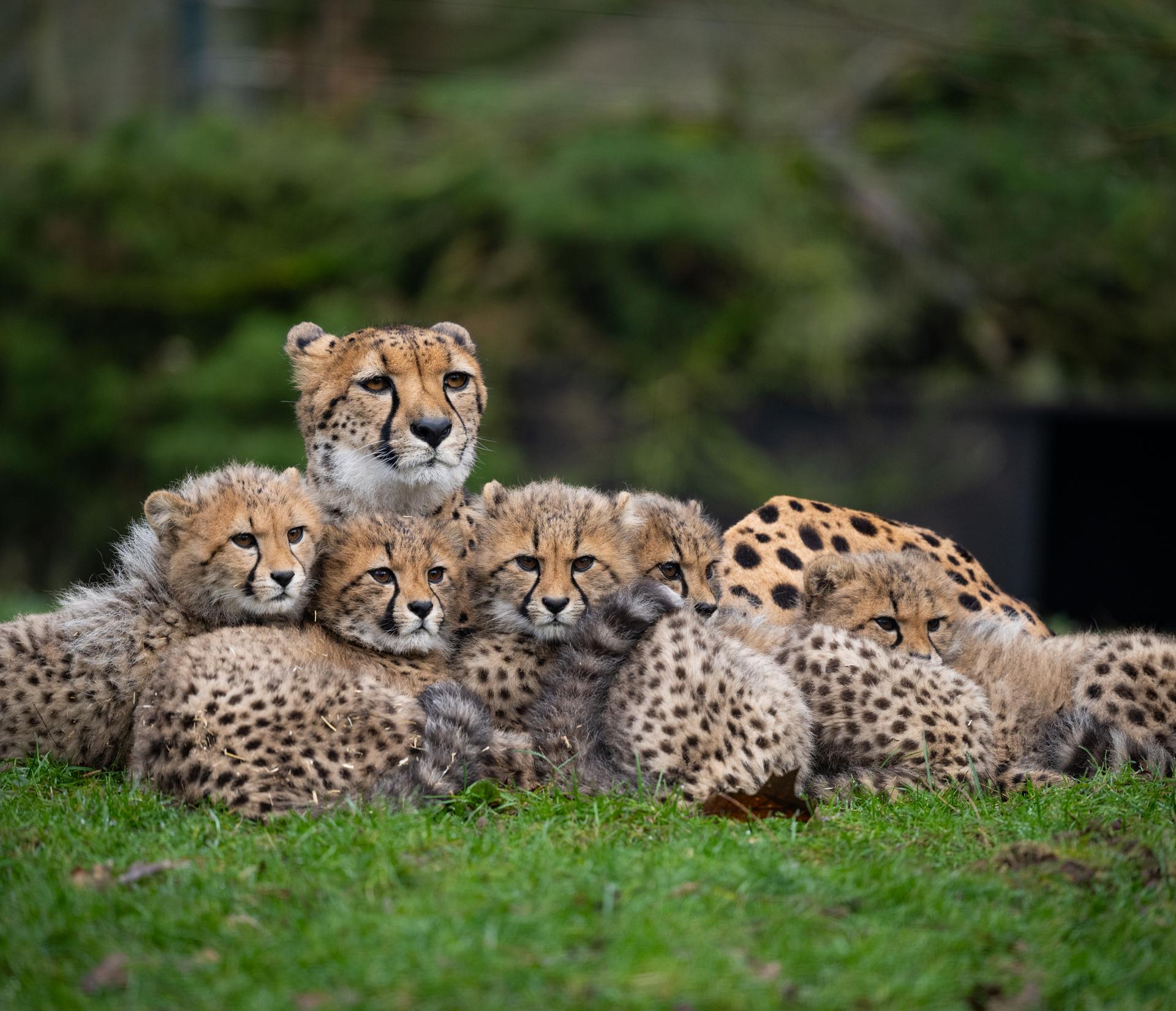 Fünf Gepardenjunge mit Mutter im Allwetterzoo Münster