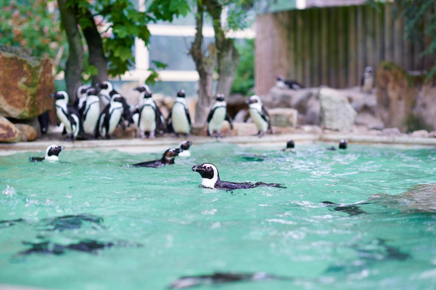 Pinguine im Zoo Münster schwimmen in ihrem Becken