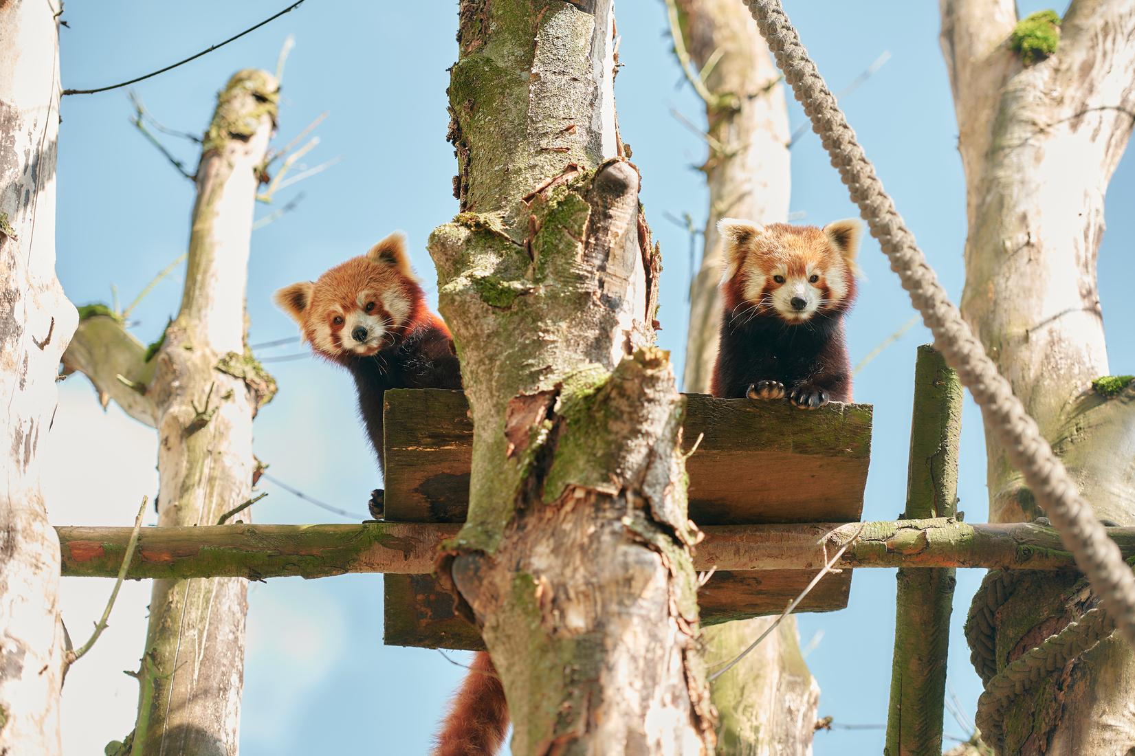 Zwei Rote Pandas schauen von ihrer Plattform herunter zu den Besuchern im Allwetterzoo Münster. Zwei Rote Pandas schauen von ihrer Plattform herunter zu den Besuchern im Allwetterzoo Münster.