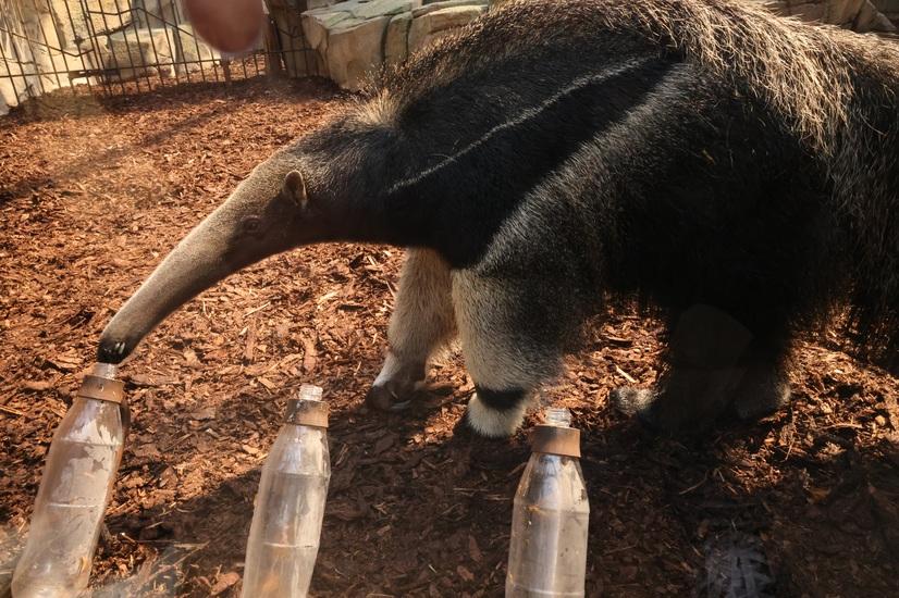 Ameisenbär Taio ist das WM-Orakel im Allwetterzoo Münster. Ameisenbär Taio ist das WM-Orakel im Allwetterzoo Münster.
