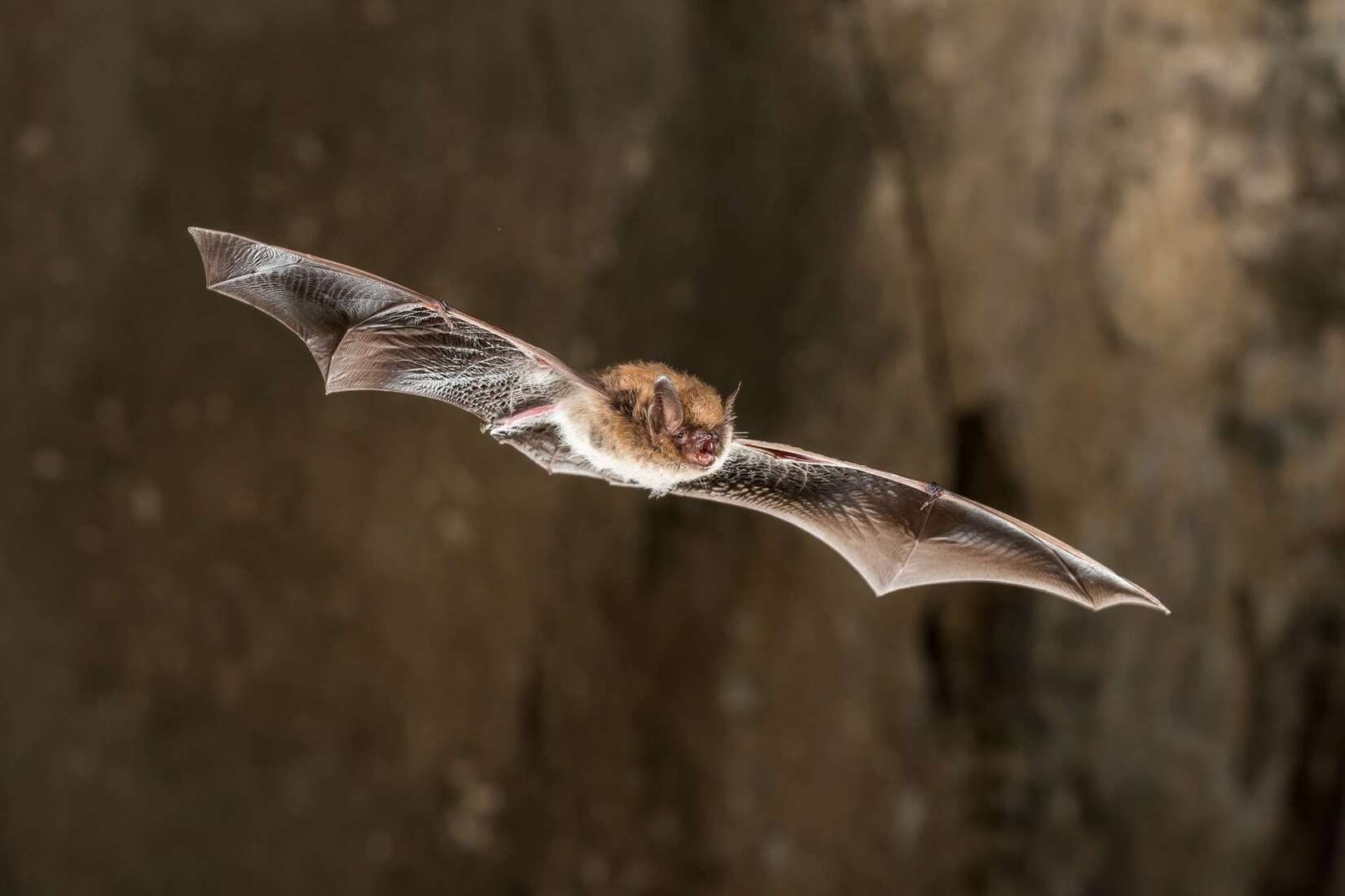 Eine Fledermaus im Flug. Eine Fledermaus im Flug.