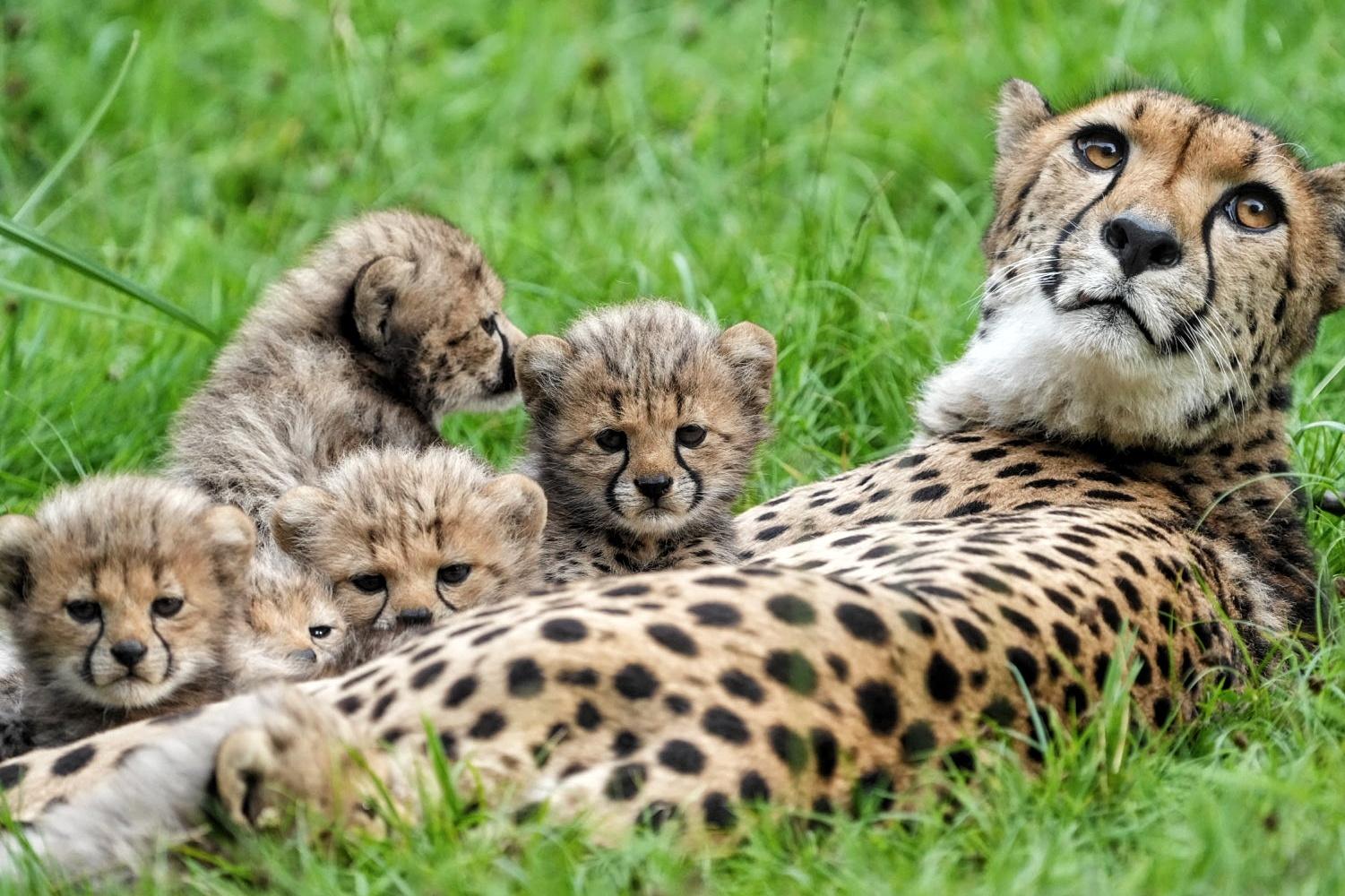 Gepardkatze Alwa mit ihrem Nachwuchs im Allwetterzoo Münster. Gepardkatze Alwa liegt umringt von ihrem Nachwuchs auf der Anlage im Allwetterzoo Münster.