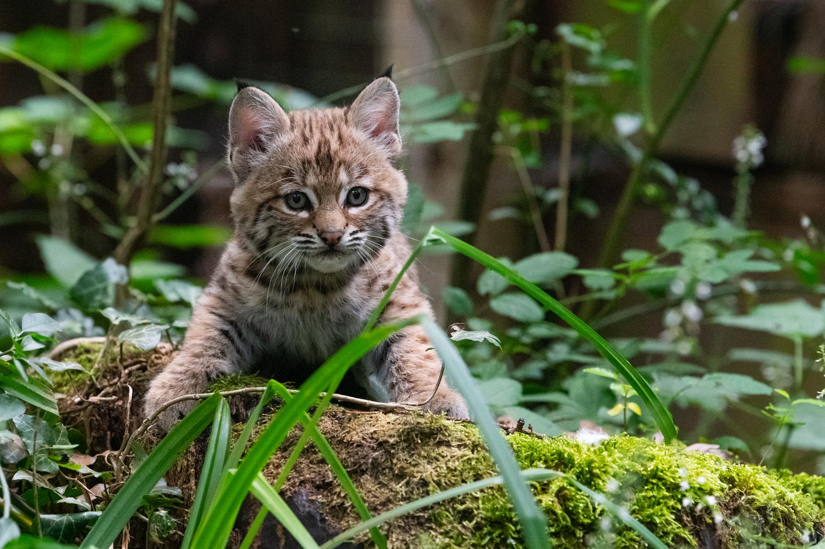 Das junge Rotwuchs-Weibchen kam im Mai 2026 im Allwetterzoo Münster zur Welt. Das junge Rotwuchs-Weibchen kam im Mai 2026 im Allwetterzoo Münster zur Welt.
