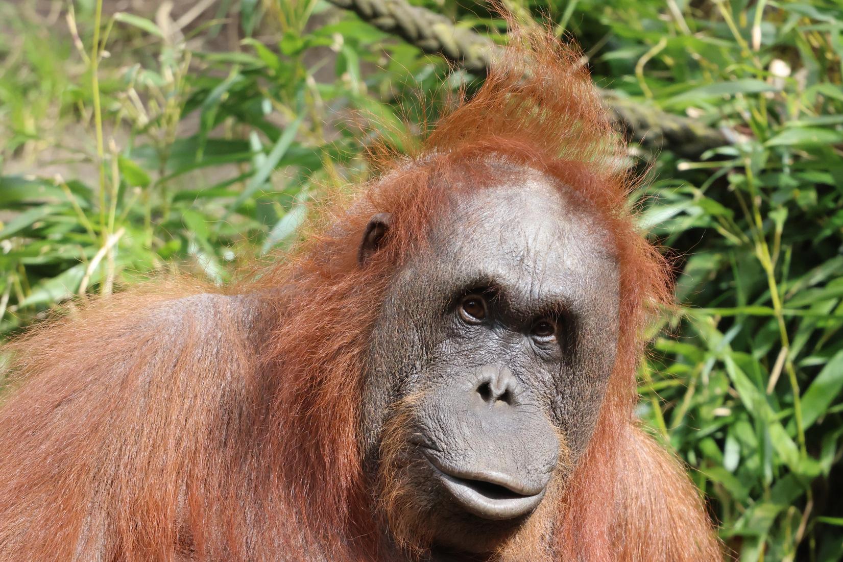Orang-Utan-Weibchen Temmy im Allwetterzoo Münster. Orang-Utan-Weibchen Temmy im Allwetterzoo Münster.