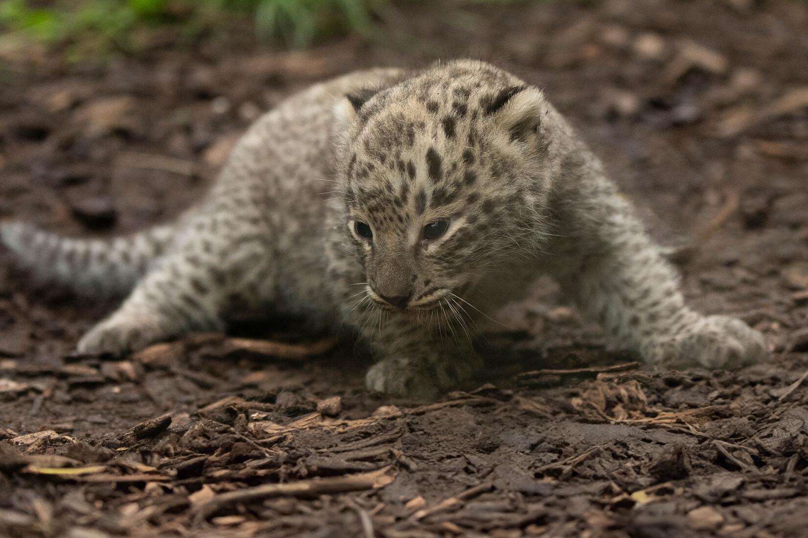 Das Leoparden-Jungtier im Allwetterzoo ist vor wenigen Wochen zur Welt gekommen. Das Leoparden-Jungtier im Allwetterzoo ist vor wenigen Wochen zur Welt gekommen.