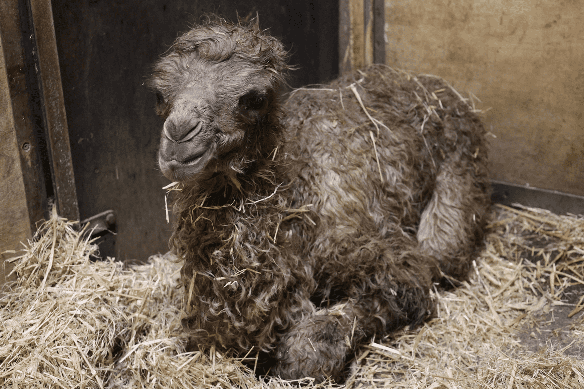 Ein kleines Trampeltier-Weibchen liegt kurz nach der Geburt im Stroh der Stallungen im Allwetterzoo. Ein kleines Trampeltier-Weibchen liegt kurz nach der Geburt im Stroh der Stallungen im Allwetterzoo.
