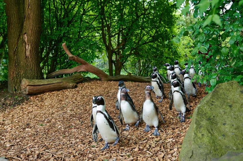 Eine Gruppe Pinguine läuft beim Pinguinmarsch durch einen Wald