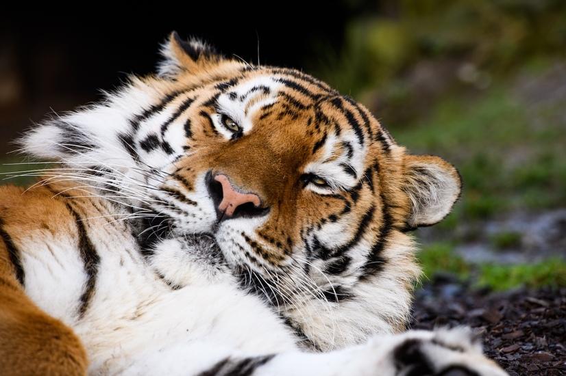 Tiger liegt auf dem Rücken und schaut in die Kamera