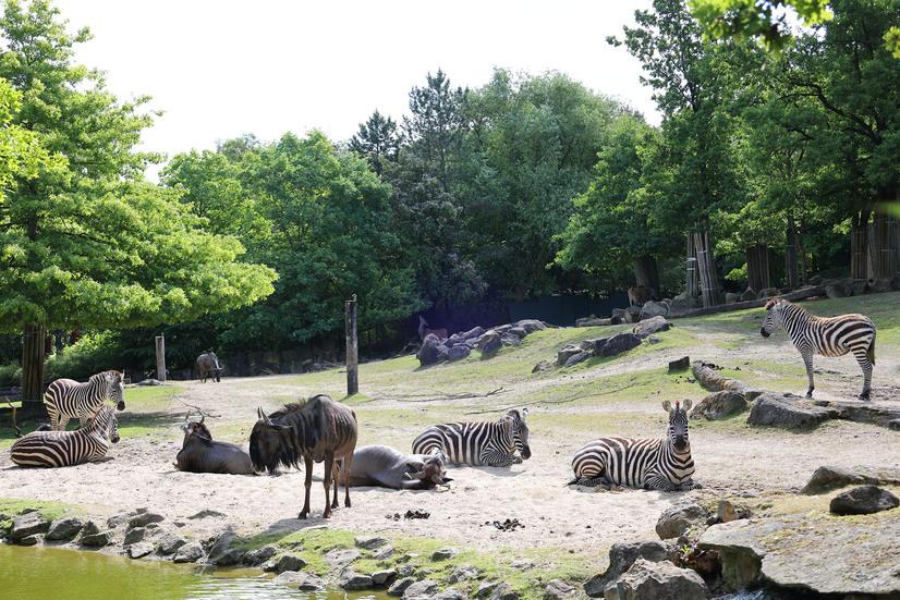 Afrikapanorama Zebras und Streifengnus auf der Afrika-Savanne des Allwetterzoos