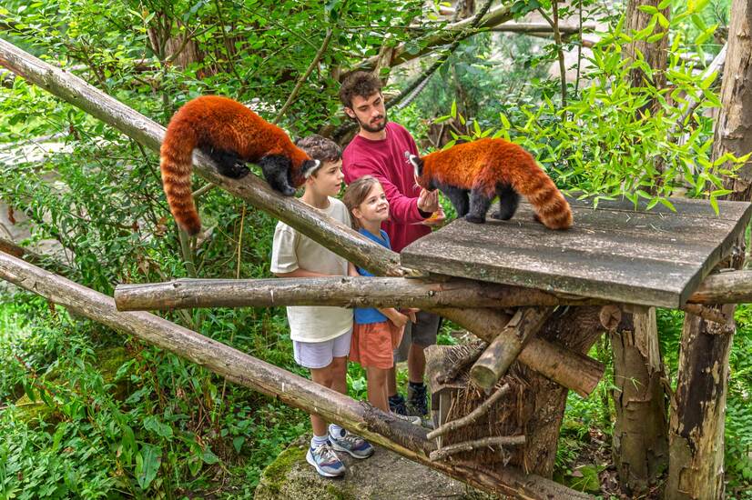 Kinder mit einem Tierpfleger im Gehege der roten Pandas bei einem Schnuppertag im Allwetterzoo Münster